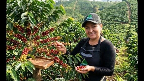Productora de Yadul Coffee recolectando cerezas maduras en el cafetal