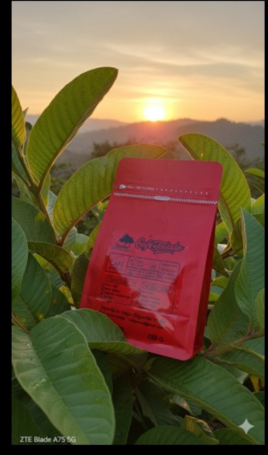 Café tostado Yadul Coffee entre hojas al atardecer