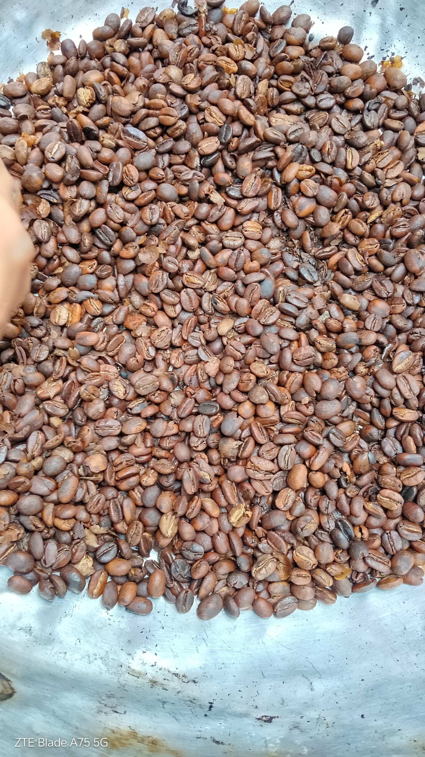 Granos de café Yadul después del proceso de tueste